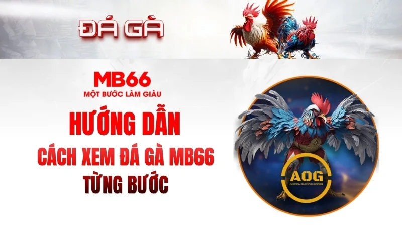 Cách Xem Đá Gà MB66 Từng Bước Cách Xem Đá Gà MB66 Từng Bước